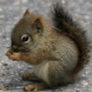 Meet your Posher, Monica